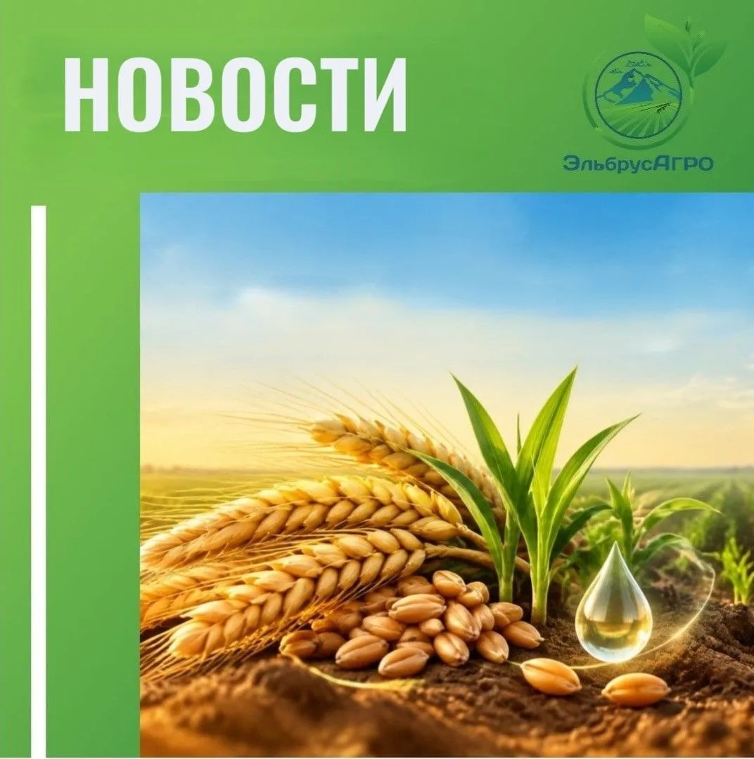 Вы сейчас просматриваете 🌾 В России планируют увеличить посевные площади к 2030 году
